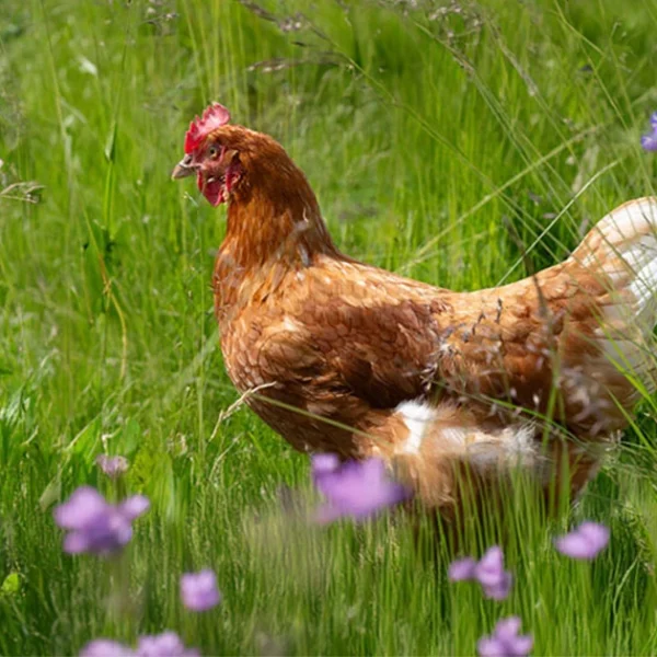 Chicken in a field