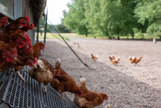 NEW_APPROACH_TO_ORGANIC